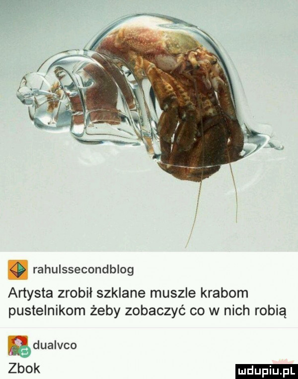 rahulssecondblog artysta zrobił szklane muszle krabom pustelnikom żeby zobaczyć co w nich robią zbok