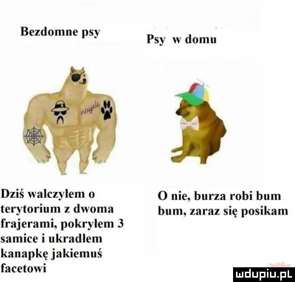 bezdomne psy psy w domu dziś walczyłem     niby burza robi bum terytorium z dwoma bum zaraz się posikam frajerami pokrylem   samice i ukradlem kanapkę jakiemuś facetowi