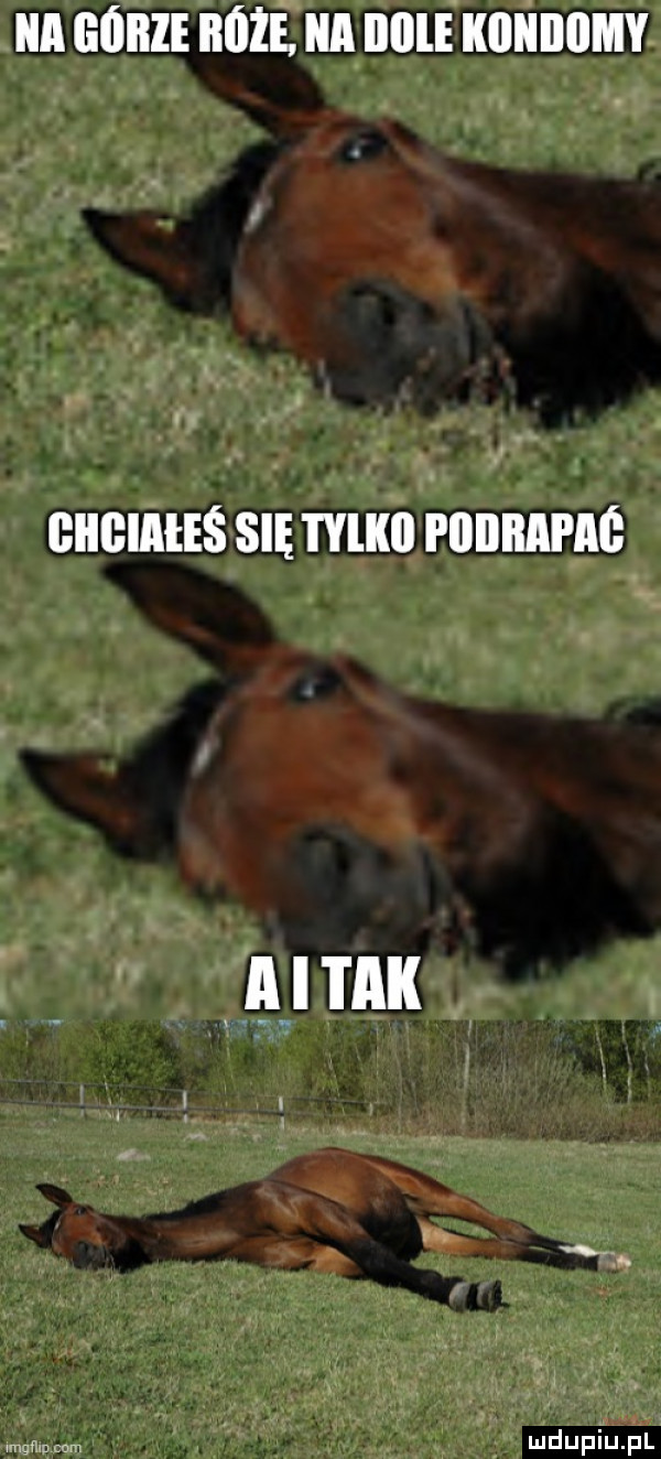 a idu róże. a iliile kiiniiiimy giigiałeś się l ylkll pobranie mógł würm
