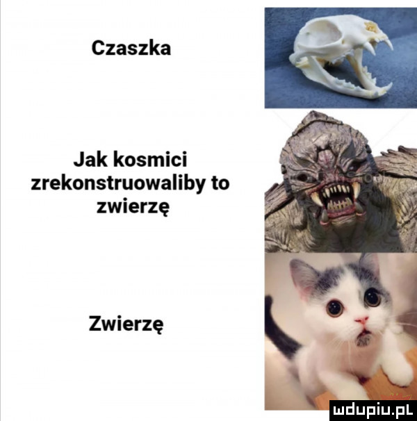 czaszka jak kosmici zrekonstruowaliby to zwierzę zwierzę