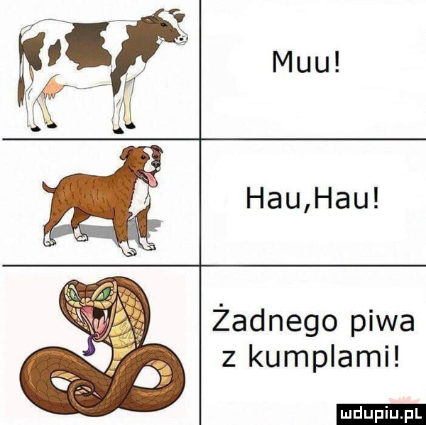 muu hau hau żadnego piwa z kumplami ludu iu. l