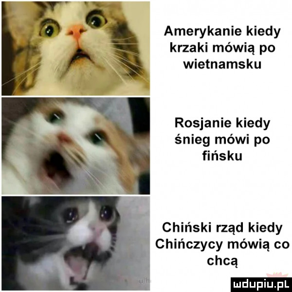 amerykanie kiedy krzaki mówią po wietnamsku rosjanie kiedy śnieg mówi po fińsku chiński rząd kiedy chińczycy mówią co chcą ludu iu. l