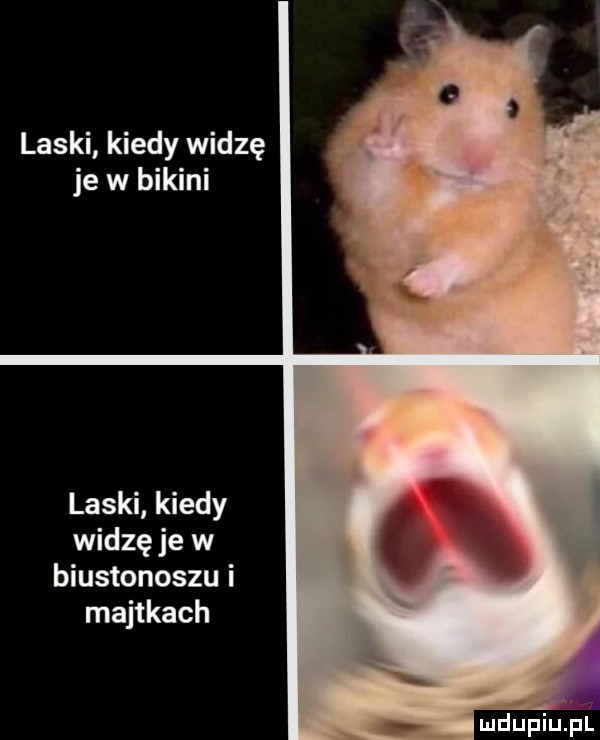 laski kiedy widzę je w bikini laski kiedy widzę je w biustonoszu i majtkach