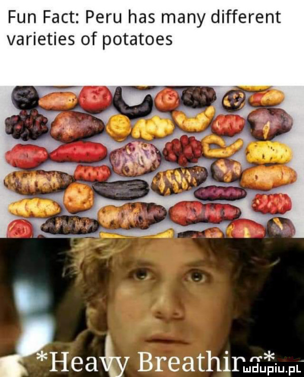 fan fajt peru has many different varieties of potatoes herb breathir pmdupiu. pl