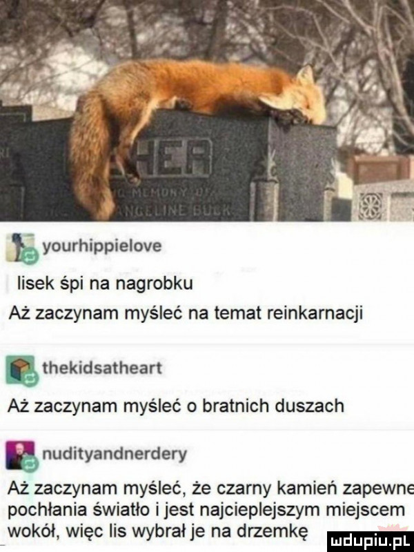 yourhippielove lisek spi na nagrobku aż zaczynam myśleć na temat reinkarnacji ethekidsathean aż zaczynam myśleć o bratnich duszach b nudityandnerdery aż zaczynam myśleć że czarny kamień zapewne pochłania światło ijest najcieplejszym miejscem wokol więc ihs wybrał je na drzemkę