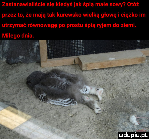 zastanawiallscie się kiedyś jak śpią mnie sowy otóż przez to że mają tak kurewsko wielką głowę i ciężko im utrzymać równowagę po prestu śpią ryjem do ziemi. miłego dnia