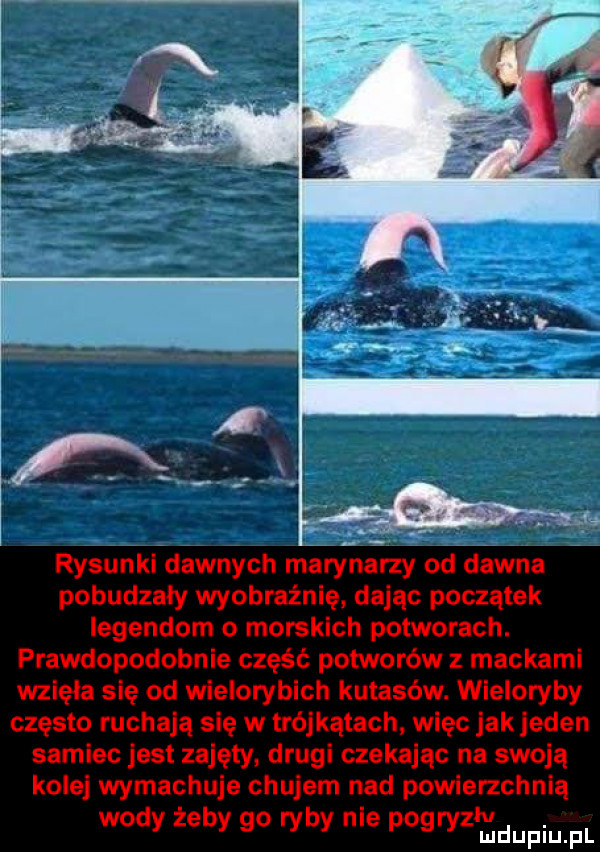 rysunki dawnych marynarzy od dawna pobudzały wyobraźnię dajac początek iegendom o morskich potworach. prawdopodobnie część potworów z mackami wzięła się od wielorybich kutasów. wieloryby często ruchają się w trójkątach więc jak jeden samiec jest zajęty drugi czekając na swoją kolej wymachuje chujem nad powierzchnią iv wody żeby go ryby me pogryz