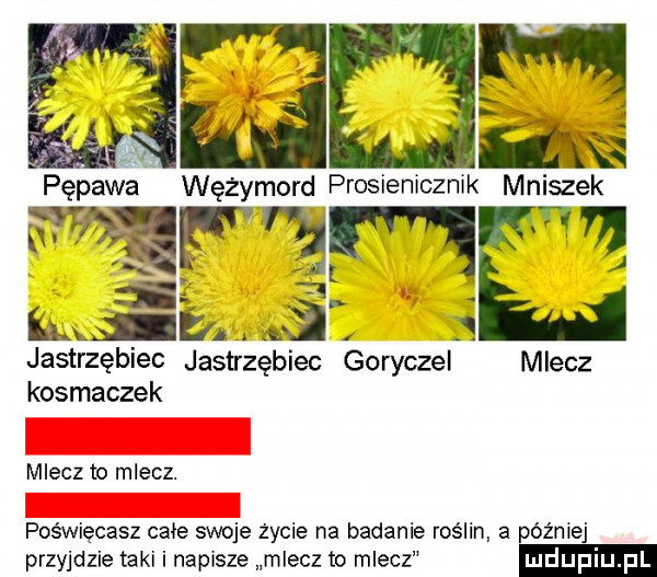 m ebi pępawa wężymord prosienicznik mniszek w ell mg. abakankami s jastrzębiec jastrzębiec goryczel mlecz kosmaczek miecz to mlecz. poświęcasz całe swoje życie na badanie roślin a później przyjdzie taki i napisze mlecz to miecz