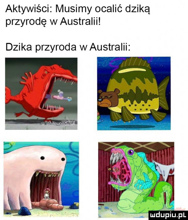aktywiści musimy ocalić dziką przyrodę w australii dzika przyroda w australii