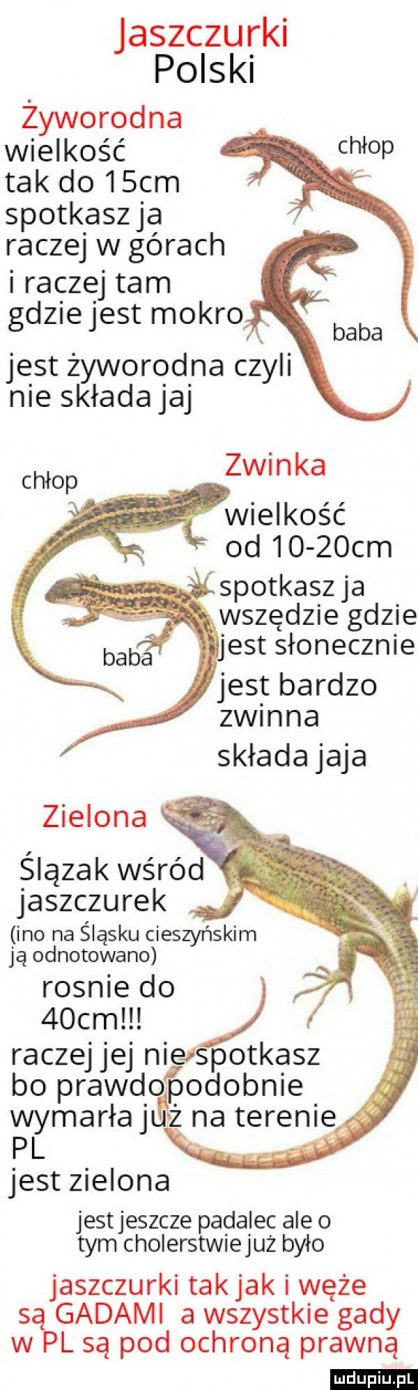 jaszczurki polski żyworodna wielkość chłop tak do   cm spotkaszja raczej w górach i raczej tam gdziejest mokro baba jest żyworodna czyli nie składajaj chłop zwinka wielkość od      cm spotkaszja wszędzie gdzie jest słonecznie jest bardzo zimna składa jaja zielona ślązak wśród jaszczurek ino na śląsku cieszyńskim ją odnotowano rosnie do   cm raczejjej nierpotkasz bo prawd ńpodobnie wymarłajuż na terenie jest zielona jestjeszcze padalec ale o tym cholerstwiejuż było jaszczurki tak jak węże są gadami a wszystkie gady w pl są pod ochroną prawną