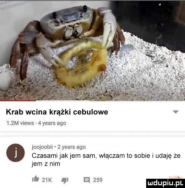 krab wcina krążki cebulowe v   zm views v a yeats ago mopem.   yeats ago czasami jak jem sam. włączam to sobie i udaję że jem z nim     k gr a