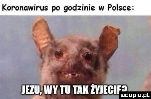koronnwir us po godzinie w polsce q rx ie  św takżyiegif