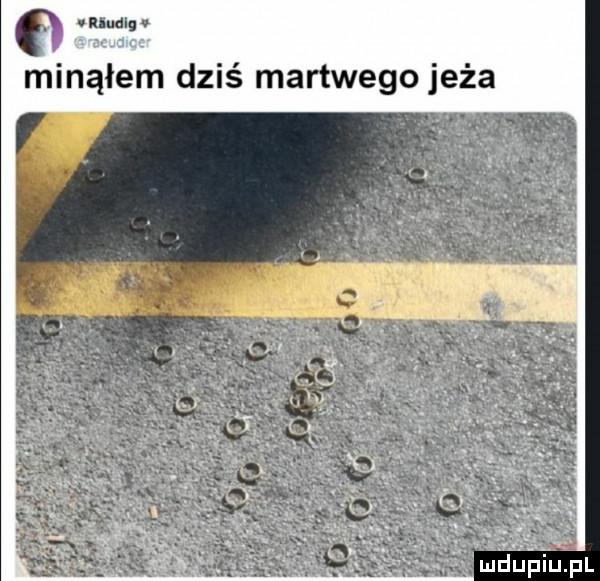 miąłem dziś martwego jeża