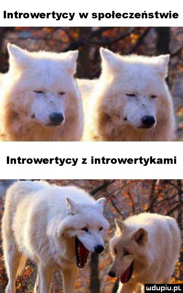 introwertycy w społeczeństwie introwertycy z introwertykami