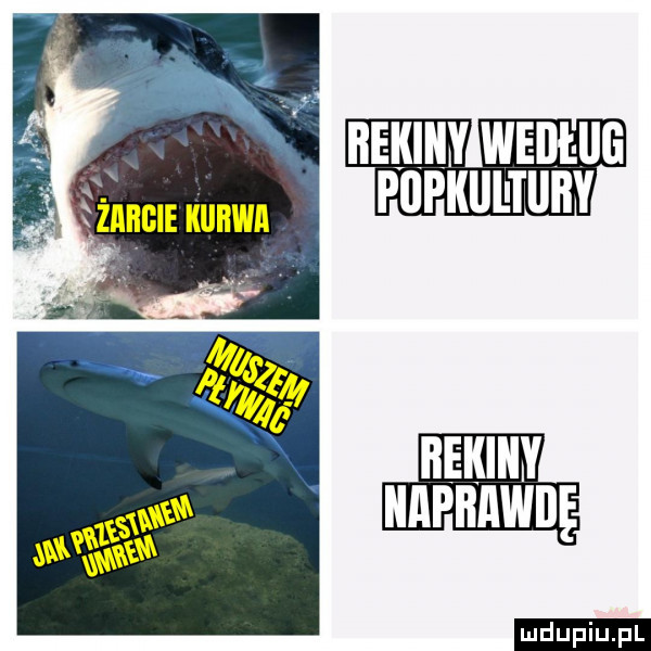 niemily wima popuuurunv bek y naprawdę ludu iu. l