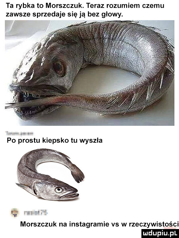 ta rybka to morszczuk. teraz rozumiem czemu zawsze sprzedaje się ją bez głowy. i. po prestu kiepsko tu wyszła morszczuk na instagramie vs w rzeczywistości
