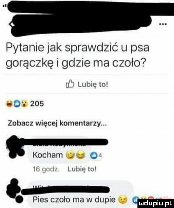 pytanie jak sprawdzić u psa gorączkę i gdzie ma czoło   librę to hiw     zobacz więcej komentarzy. abakankami kocham. o luau to pies czoło ma w dupie