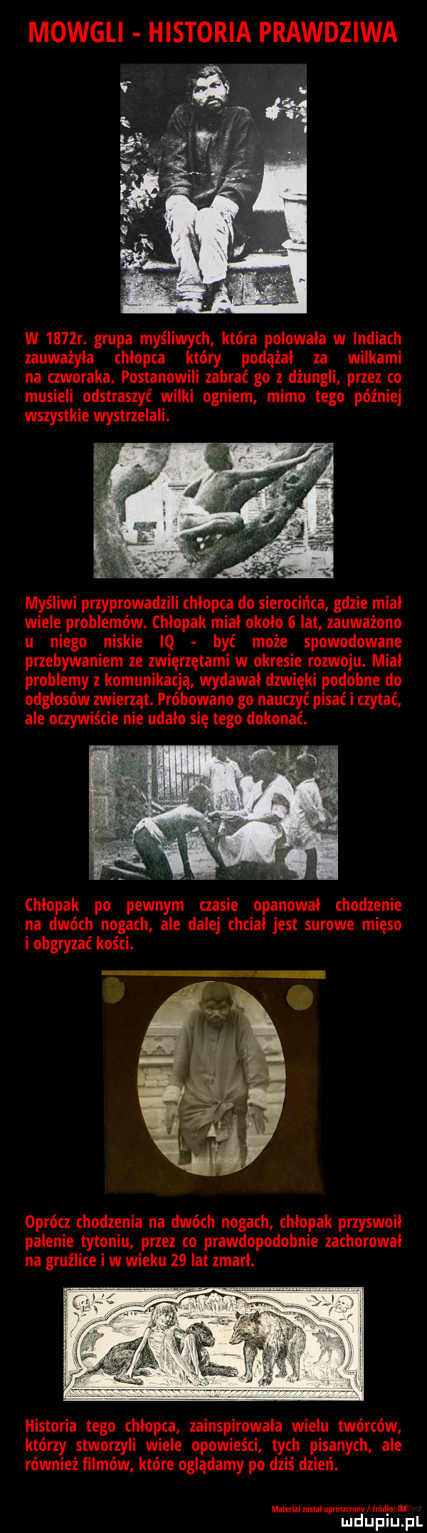 mowgli historia prawdziwa w     r. grupa myśliwych która polowała w indiach zauważyła chłopca który podążał za wilkami na czworaka. postanowili zabrać go z dżungli przez co musieli odstraszyć wilki ogniem mimo tego później wszystkie wystrzelali. a myśliwi przyprowadzili chłopca do sierocińca gdzie miał wiele problemów. chlopak mial około   lat zauważono u niego niskie iq być może spowodowane przebywaniem ze zwierzętami w okresie rozwoju. miał problemy z komunikacją wydawał dźwięki podobne do odgłosów zwierząt. próbowano go nauczyć pisać i czytać ale oczywiście nie udało się tego dokonać. chłopak po pewnym czasie opanował chodzenie na dwóch nogach ale dalej chciał jest surowe mięso i obgryzać kości. oprócz chodzenia na dwóch nogach chlopak przyswoił palenie tytoniu przez co prawdopodobnie zachorował na gruźlice i w wieku    lat zmarł. historia tego chłopca zainspirowała wielu twórców którzy stworzyli wiele opowieści tych pisanych ale również filmów które oglądamy po dziś dzień. mmm mm upmnm  mm im urdupiu pl