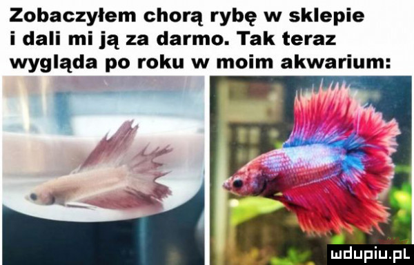 zobaczyłem chorą rybę w sklepie i dali mi ją za darmo. tak teraz wygląda po roku w moim akwarium