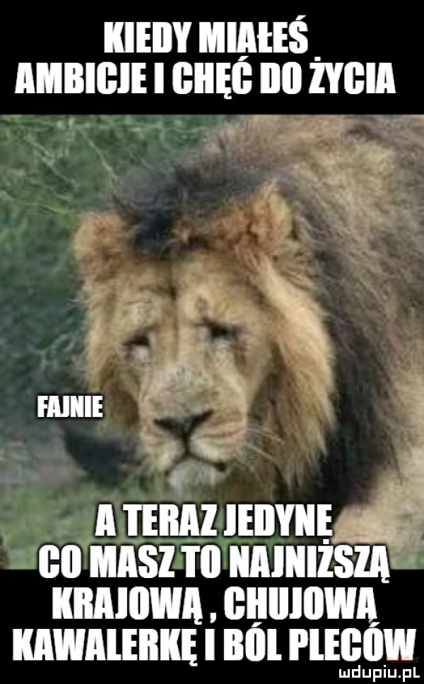 mm mm mmm ehm nu  ch a i eiiai leilyile   bai masz i ii naiiiiisia kiiaiowa. giiiiiiiwa kawalęilkę i bell pleﬂﬂw luduiup p l