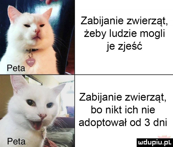 zabijanie zwierząt żeby ludzie mogli je zjeść zabijanie zwierząt bo nikt ich nie adoptował od   dni ludu iu. l
