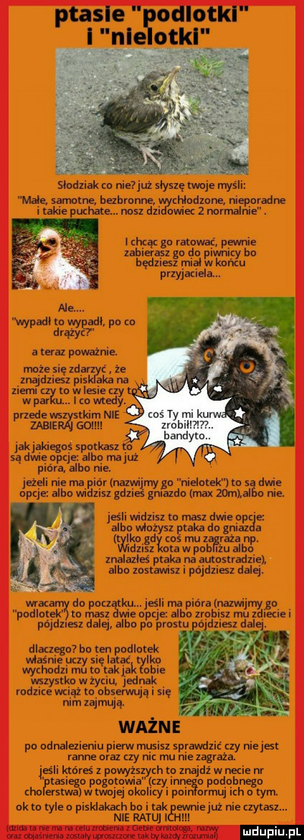 slodziak co nie uż slysze taje myśli male samotne bahronne chlodzone nieporadne i taki puchate. nasz dz owiec   normalnie. i chcąc go ratować pewnie zabierasz go do piwnicy bo będziesz rca w końcu przyjaciela. ale aalto módl odo wap mg p a teraz poważnie. może się zd if że złą dmiesz pis aka na ziemi to w lesie czy w par   co wtedy. przede ws tkirn nie zabie go jakjakiegoś spotkasz   są dwie opcje albo majuż pióra albo nie. jeżeli nie ma pior nazwijmy go nielotek to dwie opie albo wldzlsz gdzieś gniazdo max   m a o nie. jeśli widzisz to masz dwie opc e albo włożysz ptaka do gniaz a tylkogd coś mu z ruin np. dusz oba w pub i u albo znalazłeś ptaka na autostradzie albo zostawisz i pójdziesz dalej. wra do cz k ii ma igra narwi o podlotek to       śe bibi i zrobisz miinzliiiiściei pójdziesz dale albo po prast. abakankami dlaczego bo ten podlotek właśnie uczy się latać tylko wychodzi mu to taki abc obi wszystko w życiu jednak rodzice wciąz to obserwują i się nem ząrnqą. ważne po odnalezieniu pierw musisz sprawdzić czy niejest ranne oraz czy nl mu nie zagraża. jeśli któreś z powyższych to znajdź wiecie nr takiego pogotowia czy e podobnego ceo erstwa wtwojej okolicy i pkin ormuj ich o tym. ok to tyle o pisldakach bo i tak evmiejuż nie czytasz. nie retu h