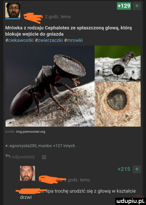 l l ę   godz limu mrówka rodzaju cephalotes ze spłaszczoną glowa którą blokuje wejście do gniazda ciekawostki zwierzaczki mrowki mg nemonstemrg egzorcystażuo murdoc     innych     i l gm temu ekipa trochę urodzić się z głową w kształcie drzwi. mduplu pl