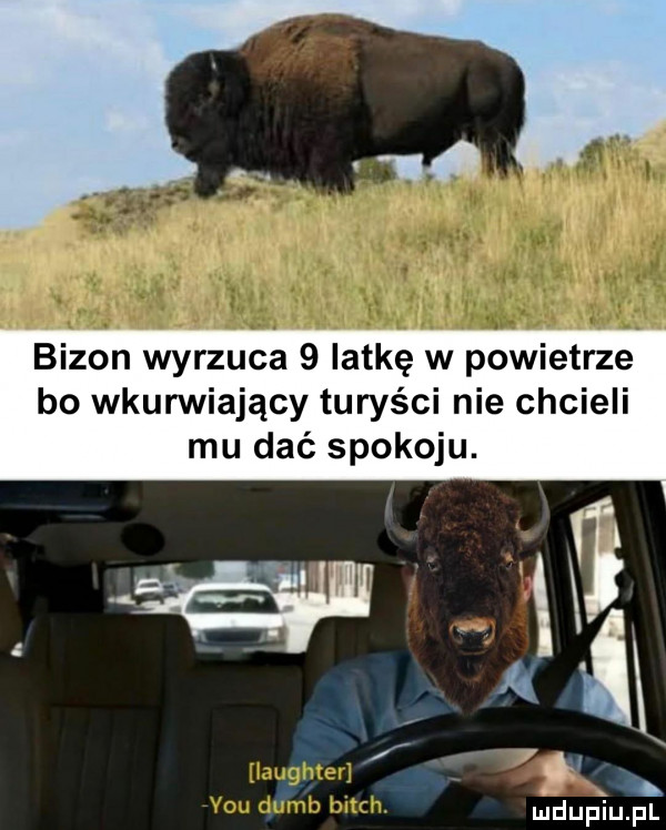bizon wyrzuca   iat-ę w powietrze bo wkurwiający turyści nie chcieli mu dać spokoju. h v xi w m r a qduphpl