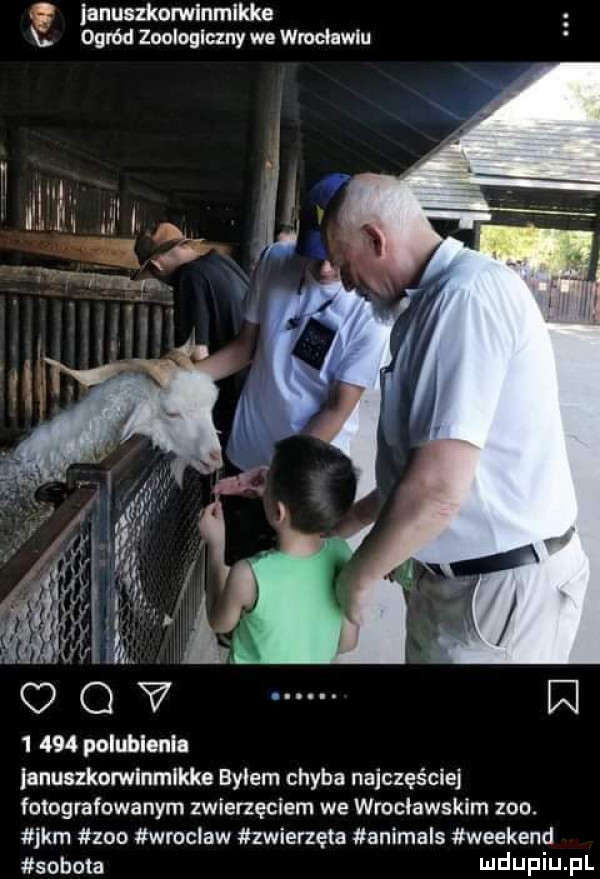 januszkomlnmlldte x ogród zoalaglczny we wmcławlu w       polublenla anuszkorwlnmlkke bylem chyba najczęściej fotografowanym zwierzęciem we wrocławskim zoo. jkm zoo wroclaw lwierzęta animals weekend sobota ndupiu pl