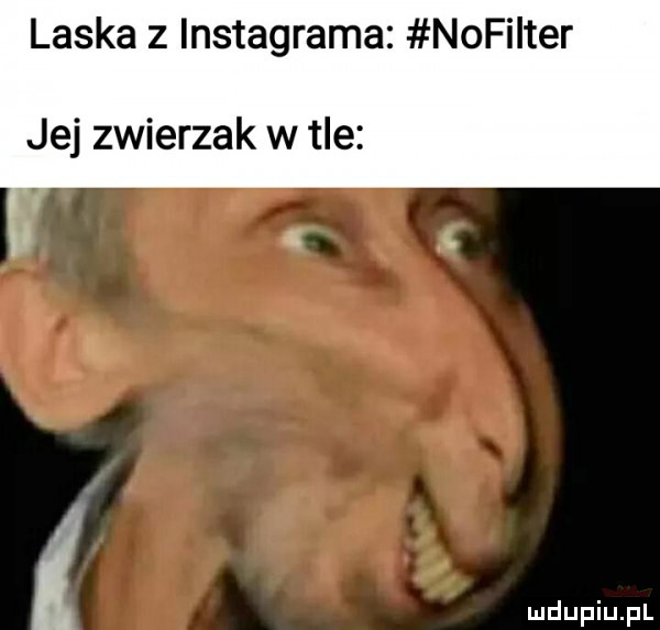 laska z instagrama nofiiter jej zwierzak w tle i t