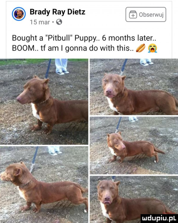 brady ray dietz    mar   bought a pitbull pappy.   months liter. boom. tf am i gonna do with tais. ą