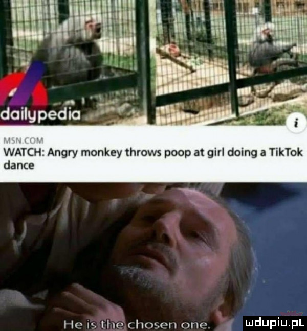 u h.   we. doilg pelto wajch ankry monkey throws prop at gill doing a tiktok dance ht h. um hnsmn uno ndupiu pl