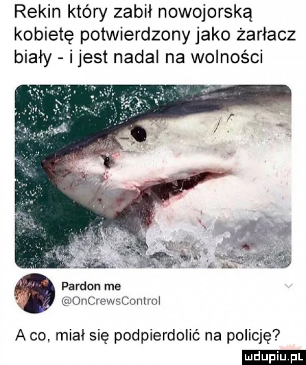 rekin który zabił nowojorską kobietę potwierdzony jako żarłacz biały ijest nadal na wolności pardon me ż oncrewscontrol a co. miał się podpierdolić na policję ludu iu. l