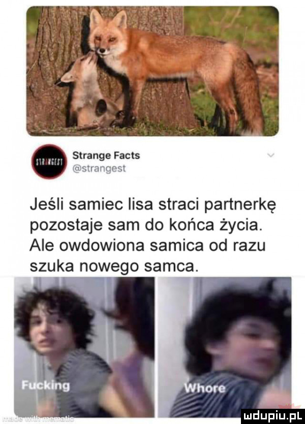 sar nie facts c n t jeśli samiec lisa straci pańnerkę pozostaje sam do końca życia. ale owdowiona samica od razu szuka nowego samca