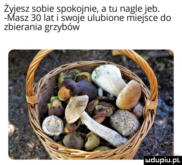 żyjesz sobie spokojnie a tu naglejeb. masz    ikt swoje ulubione miejsce do zbierania grzybów