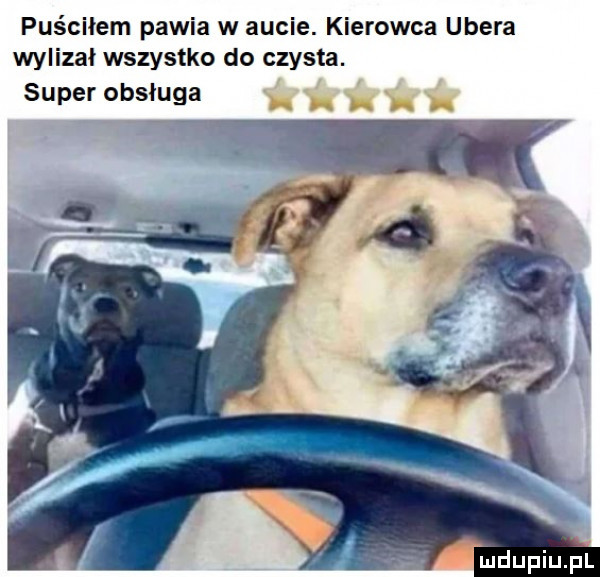 puściłem pawia w aucie. kierowca umera wylizał wszystko do czysta. super obsługa