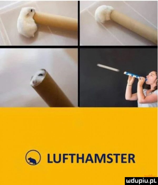 lufthamster