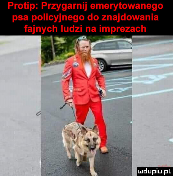protip przygarnij emerytowanego psa policyjnego do znajdowania fajnych iudzi na imprezach ludu iu. l