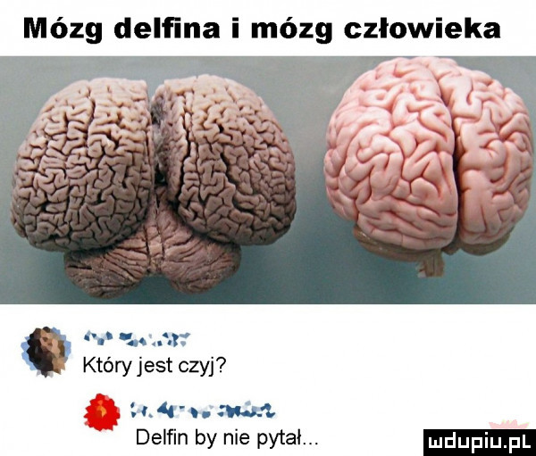 mózg delfina i mózg człowieka u      który jest czyj       m delﬁn by nie pyta