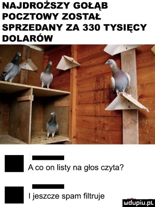 najdroższy gołąb poczrowv został sprzedany za     tysięcy dolarów a co on listy na głos czyta. jeszcze spam filtruje