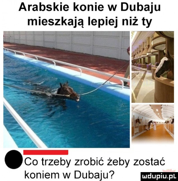 arabskie konie w dubaju mieszkają lepiej niż ty g g u co trzeby zrobić żeby zostać koniem w dubaju