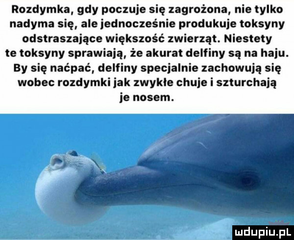 rozdymka gdy poczuje się zagrożona nie tylko nadyma się ale jednocześnie produkuje toksyny odstraszające większość zwierząt. niestety te toksyny sprawiają że akurat delfiny są na haju. by się naćpać delfiny specjalnie zachowują się wobec rozdymki jak zwykle chuje i szturchaja ie nosem