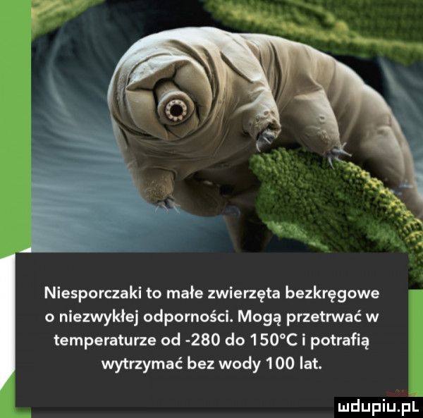 niesporczaki to małe zwierzęta bezkręgowe o niezwykłej odporności. mogą przetrwać w temperaturze od     do     c i potrafią wytrzymać bez wody     lat. mdupiupt