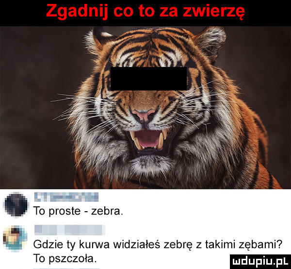to proste zebra. g gdzie ty kurwa widziałeś zebrę z takimi zębami to pszczoła