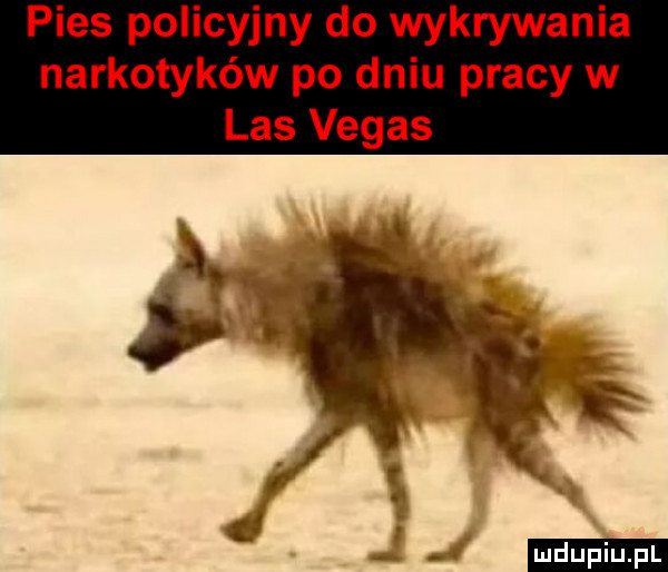 pies policyjny do wykrywania narkotyków po dniu pracy w las vegas. i