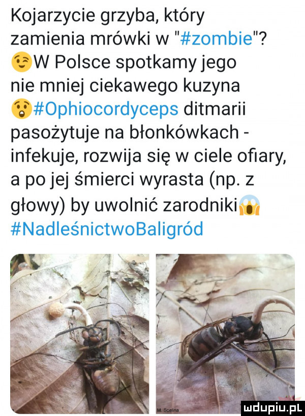 kojarzycie grzyba który zamienia mrówki w zombie   w polsce spotkamy jego nie mniej ciekawego kuzyna   ophiocordyceps ditmarii pasożytuje na błonkówkach infekuje rozwija się w ciele ofiary a po jej śmierci wyrasta np. z głowy by uwolnić zarodniki. nadleśnictwobaiigród