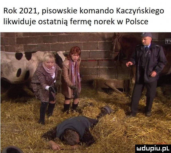 rok      pisowskie komando kaczyńskiego likwiduje ostatnią fermę norek w polsce