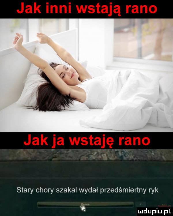 jak inni wstają rano jak ja wstaję rano stary chory szakal wydał przedśmienny ryk