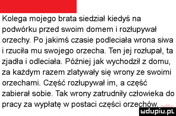 kolega mojego brata siedział kiedys na podwórku przed swoim domem i rozłupywał orzechy. po jakimś czasie podleciała wrona siwa i rzuciła mu swojego orzecha. ten jej rozłupał ta zjadła i odleciała. później jak wychodził z domu za każdym razem zlatywały się wrony ze swoimi orzechami. część rozłupywał im a część zabierał sobie. tak wrony zatrudniły człowieka do rac za łat w ostali cz śni orzechów. p y wap ę p
