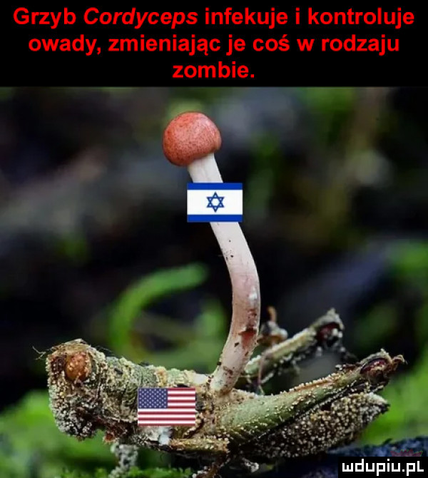 grzyb cordyceps infekuje i kontroluje owady zmieniając je coś w rodzaju zombie. md upiuﬁi